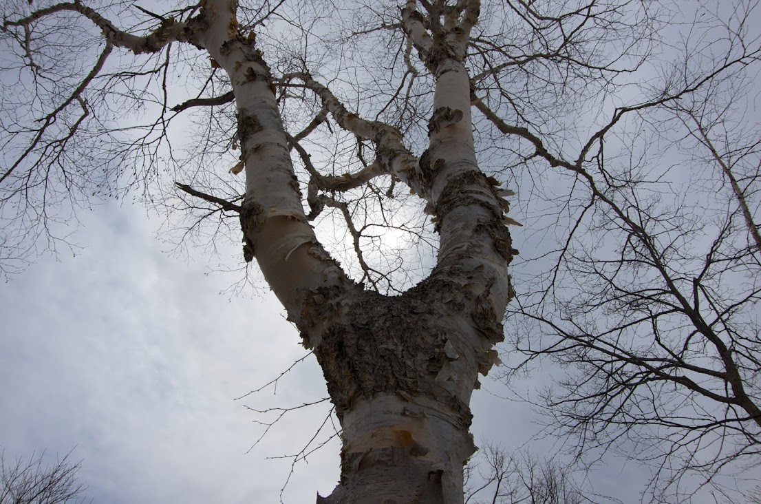 仙人が住まう古木・白樺