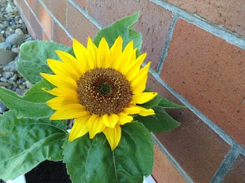 ビッグスマイル・ひまわりの花