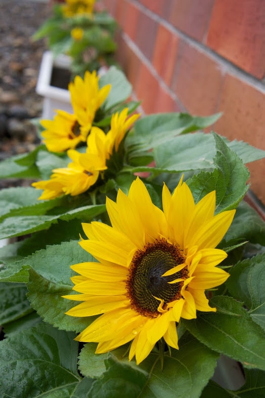 ひまわり三姉妹・グッドスマイル