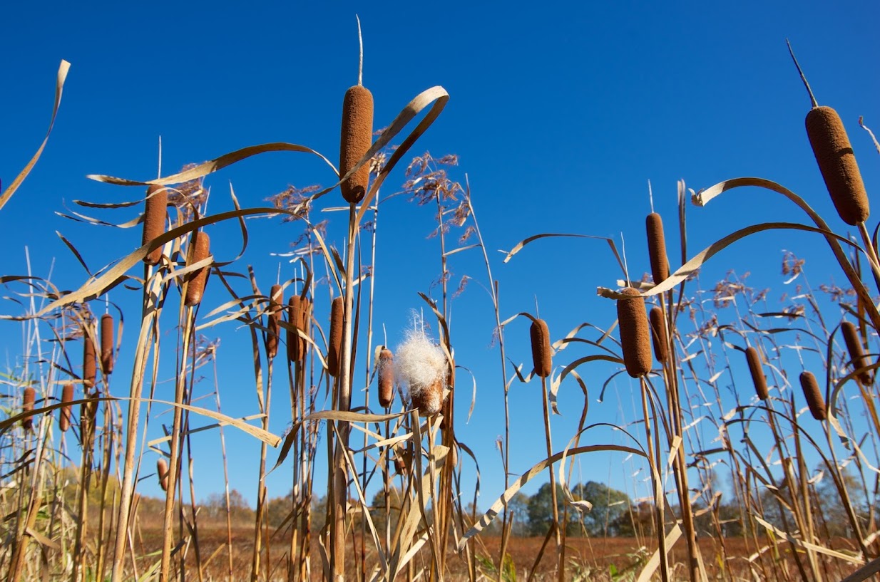 蒲（ガマ）の穂綿