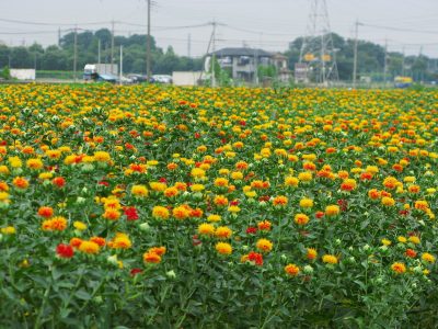 ベニバナ畑(埼玉県桶川市)ウィキペディア参照
