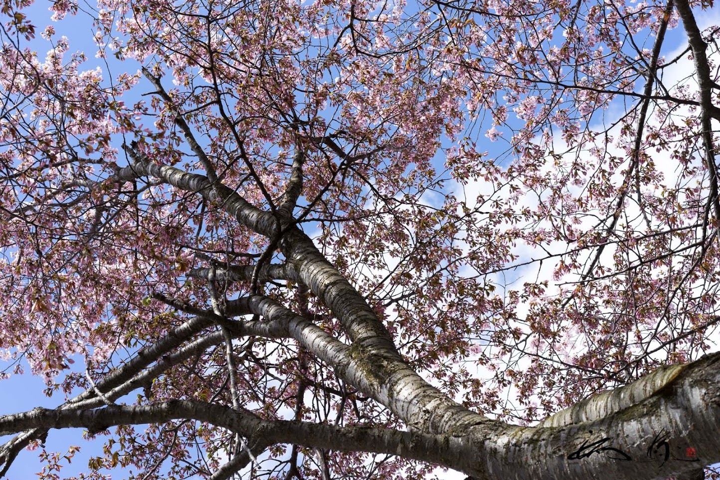 大和魂「もののあわれ」を秘めた日本の桜