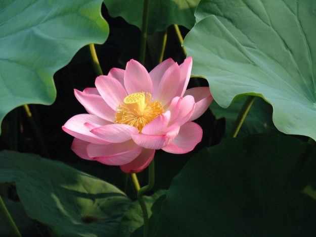 蓮(写真:Wiki)