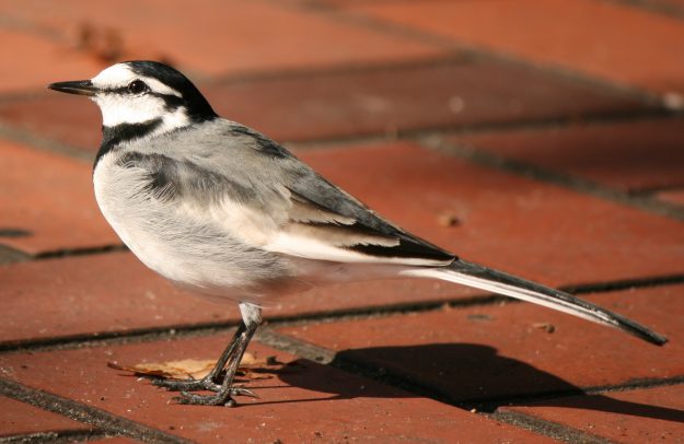 motacilla_alba_lugens