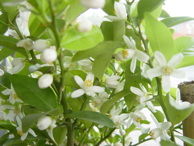 橘の花(写真参照:Wiki)