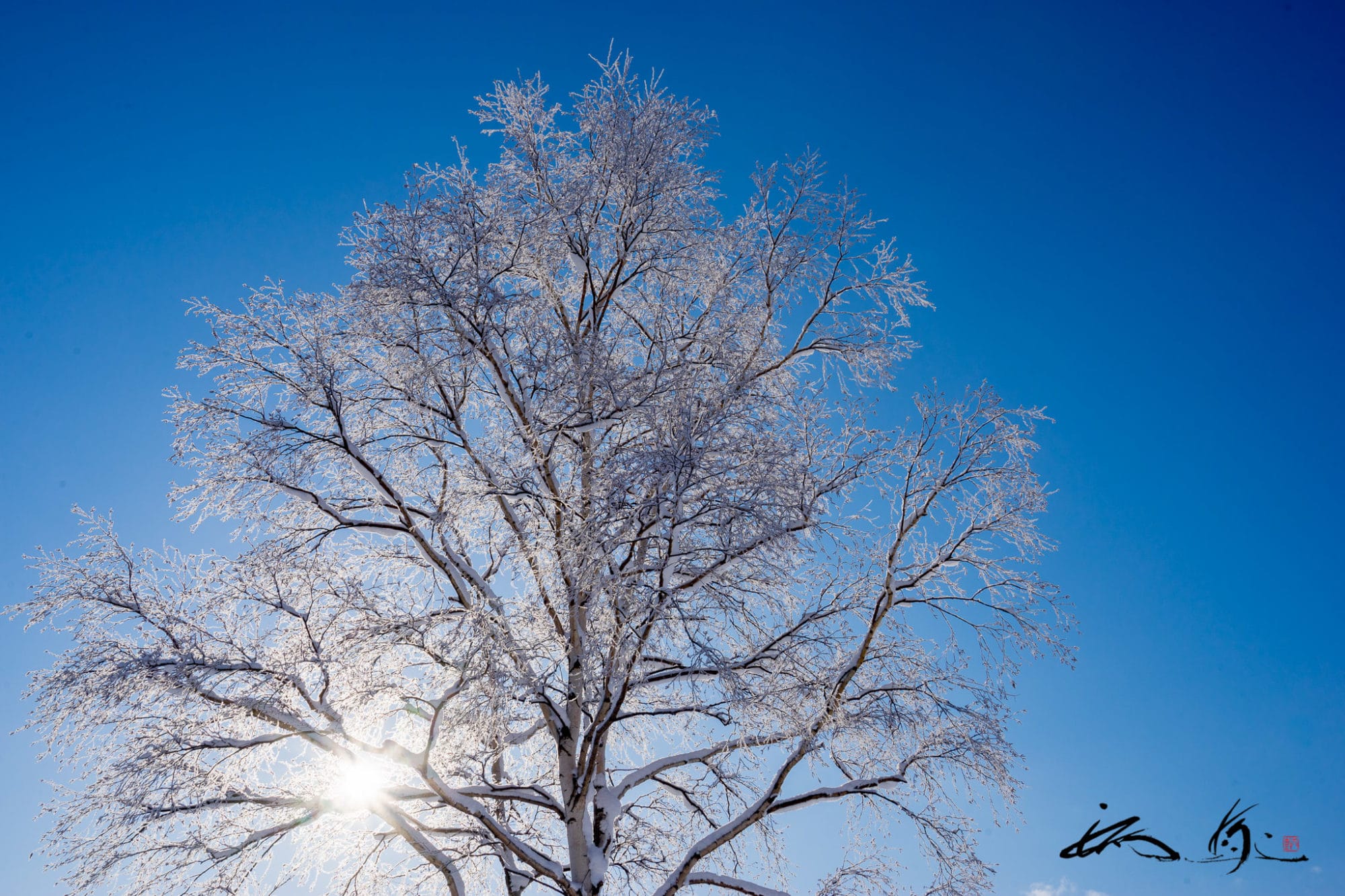 雉始雊（きじはじめてなく）六十九候