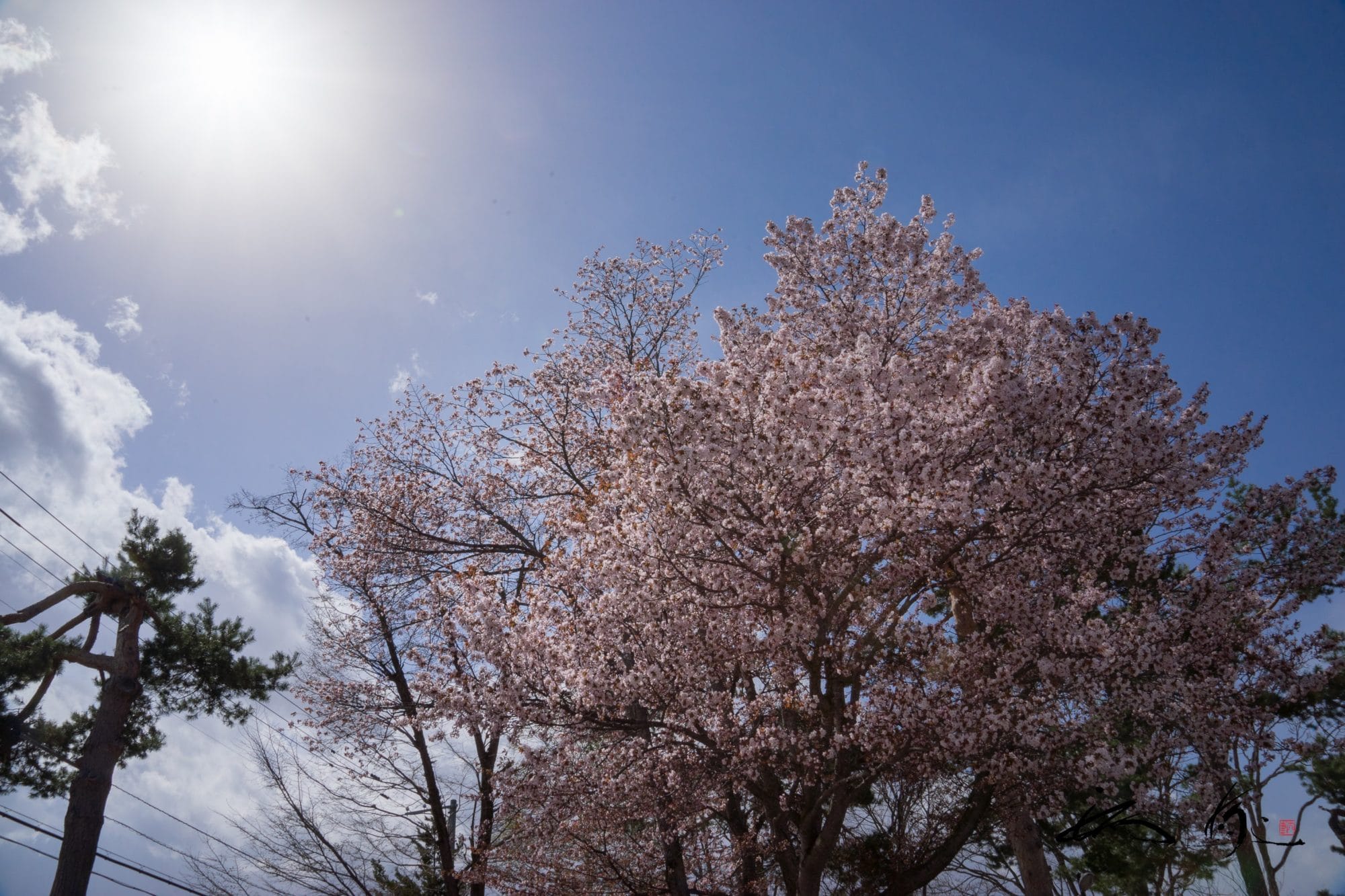 日本の心を宿す花「桜」