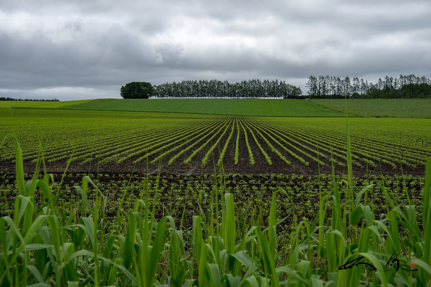 初夏の十勝の畑と牧場の風景