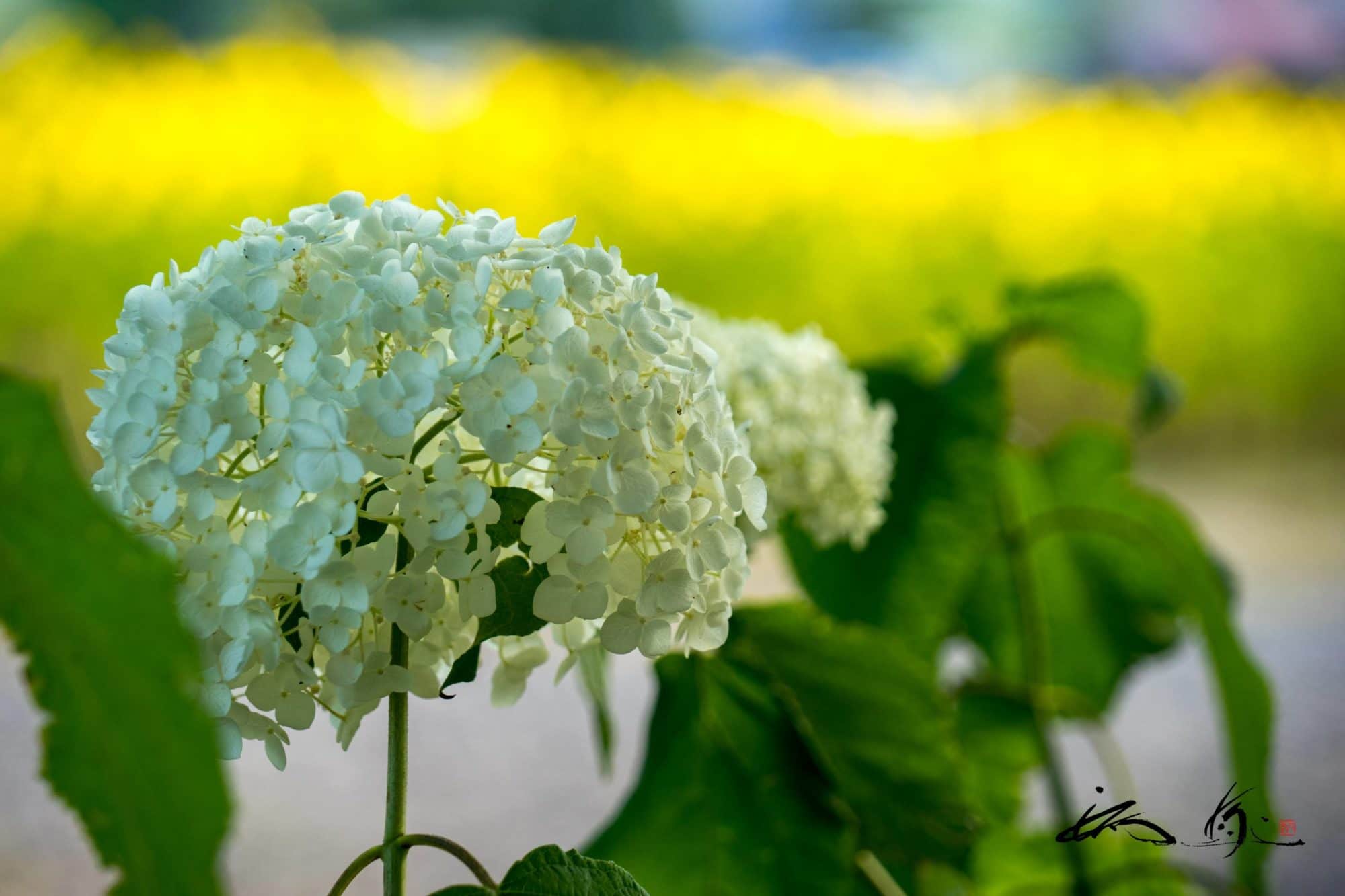 愛すべき花アナベル