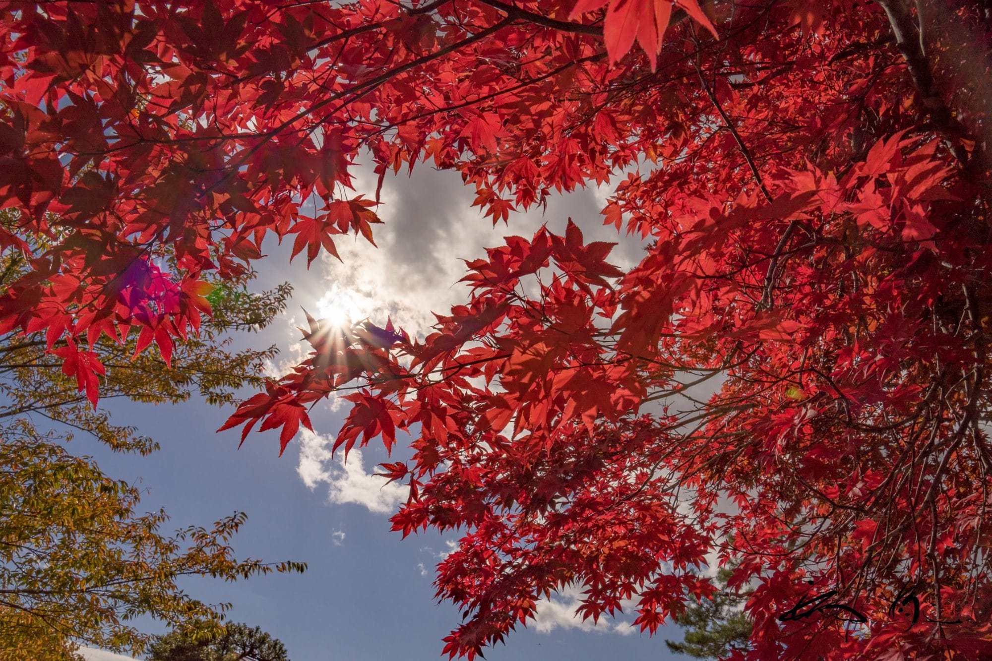 北竜町の秋模様・真っ赤な紅葉と白い大雪山連峰