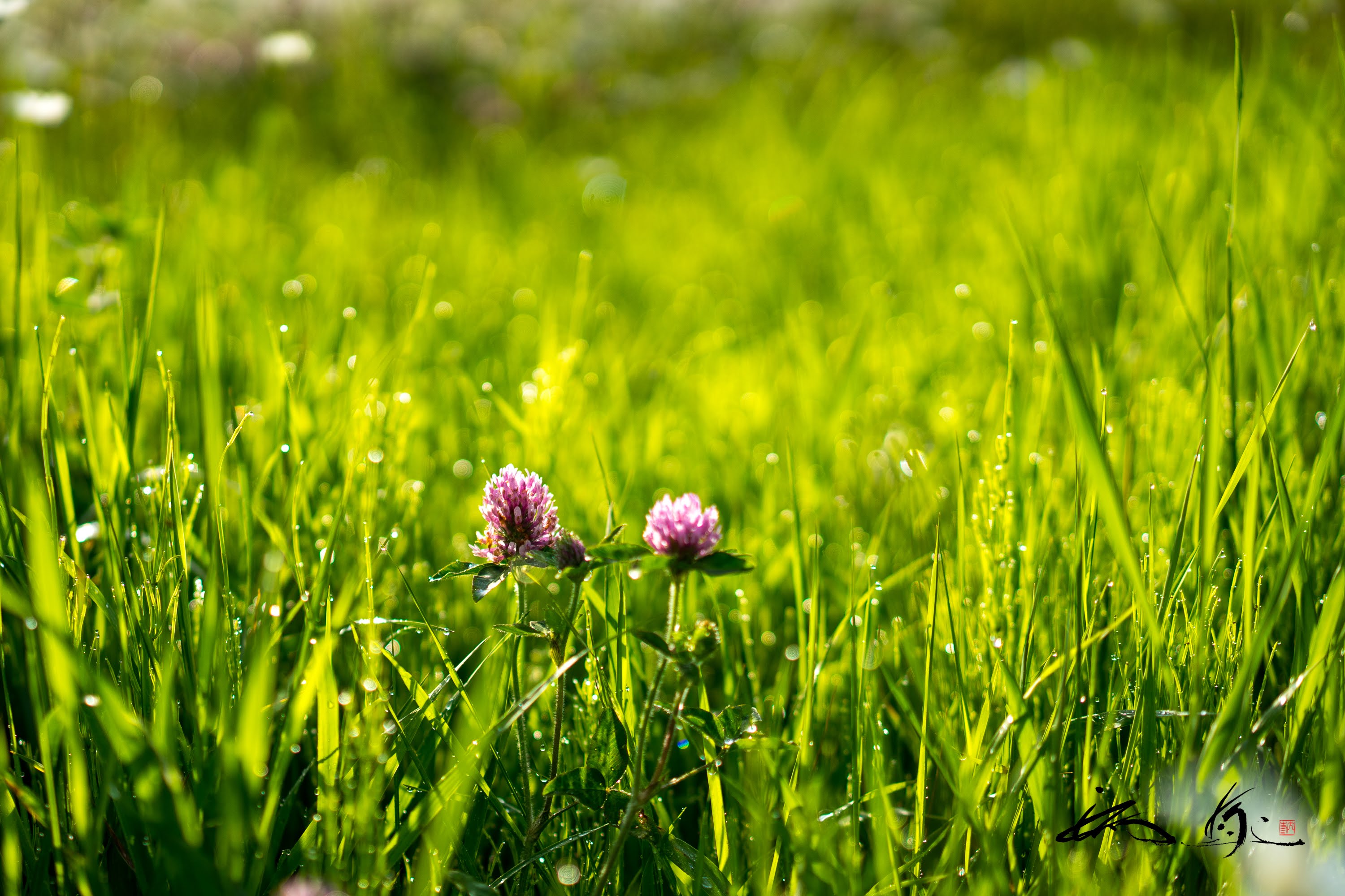 しあわせの朝露