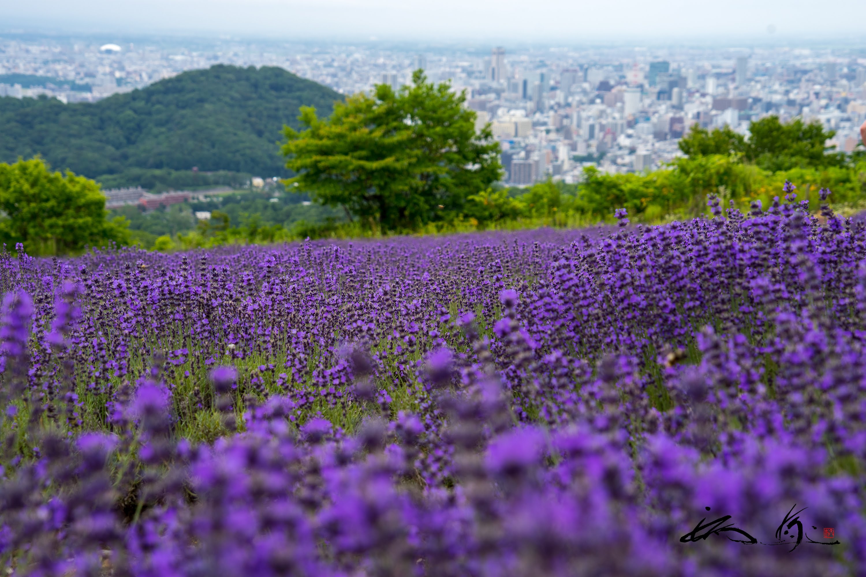 幌見峠ラベンダー園（札幌市）札幌市街を一望できる絶景ポイント