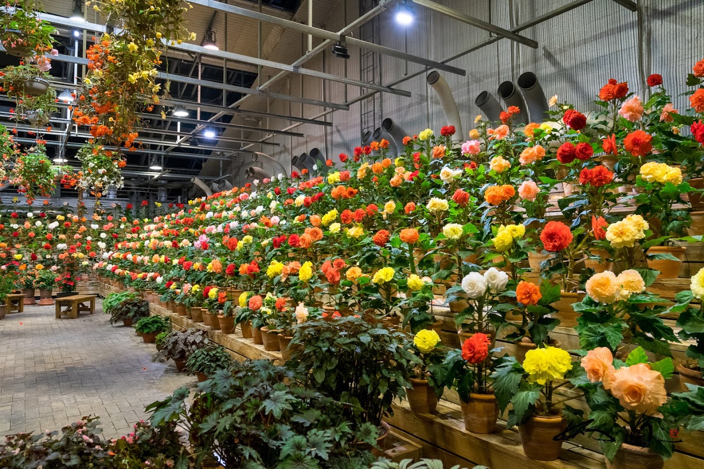 ベゴニアガーデン＠なばなの里（三重県桑名市）綺麗な花たちに圧倒される植物園