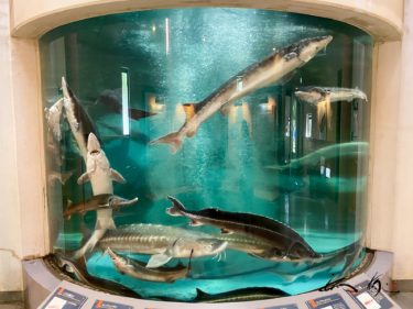 チョウザメ館（森林公園びふかアイランド・美深町）びふか温泉に隣接する円形のモダンな建物