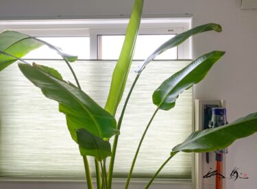 引っ越し記念日