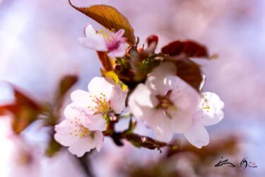 北竜町の桜