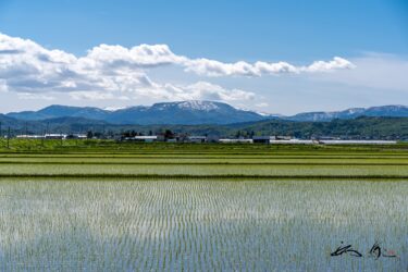 田植え後の田園風景（北竜町）