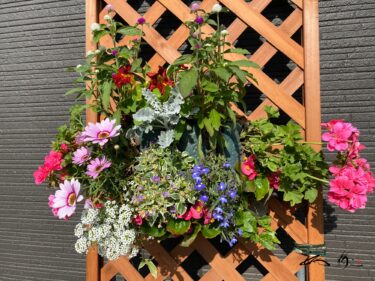 佐野豊 町長の素敵なハンギングバスケットに感謝をこめて！