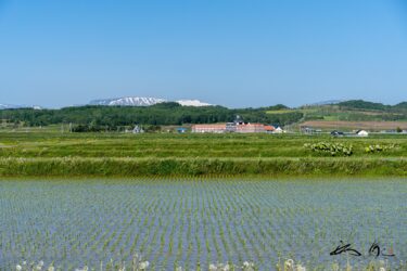 「夏至・半夏生（げし・はんげしょう）」に感謝をこめて！